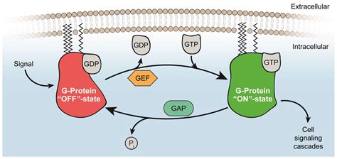 Ijms Free Full Text Perspectives Of Ras And Rheb Gtpase Signaling