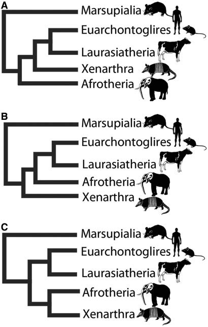 Placental Mammals Examples