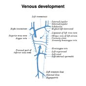 Where Innominate Vein Anatomy