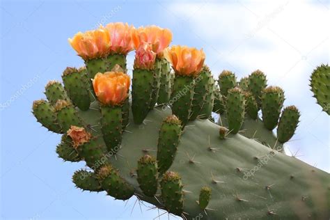 Cactus or Prickly Pear Flowers — Stock Photo © fouroaks #2307413