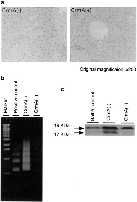 Crma Protected Against Cona Induced Hepatocyte Apoptosis In Mice A