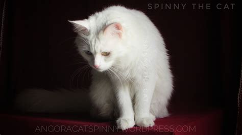 Turkish Angora Cat Breed – Everything you need to know about Turkish