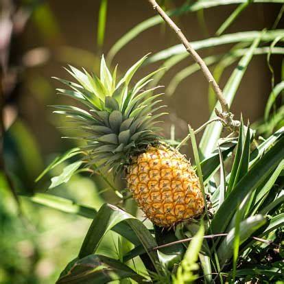 Buy a Pineapple Plant & Grow Your Own Tropical Bounty.