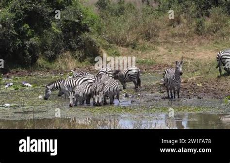 Grant S Zebra Equus Burchelli Boehmi Herd Standing At The Water Hole