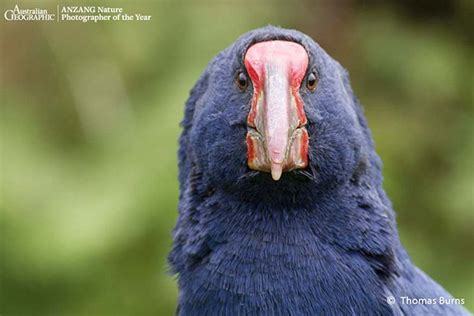 Gallery: Stunning wildlife photography - Australian Geographic