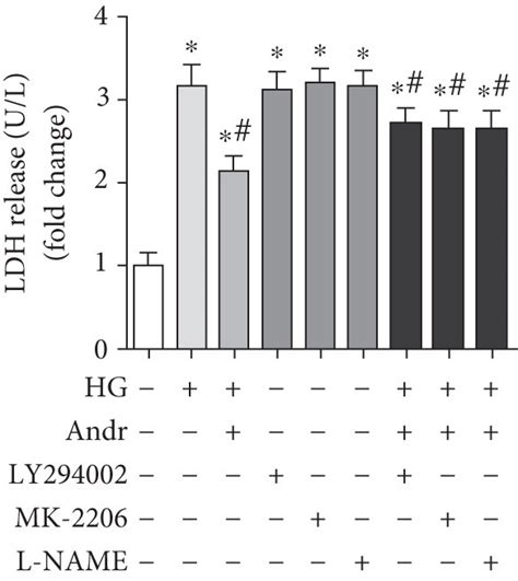 Andr Attenuates HG Induced Inflammation Apoptosis Cell Migration And