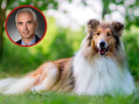 Penn State Professor Accused Of Performing Sexual Acts With His Dog