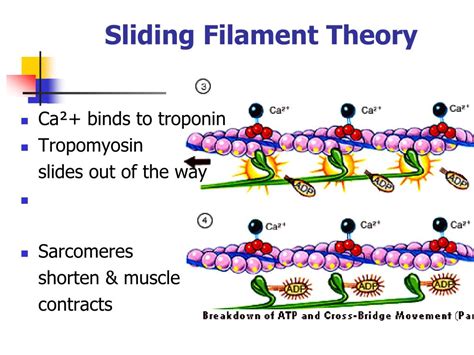 Sliding Filament Model Diagram