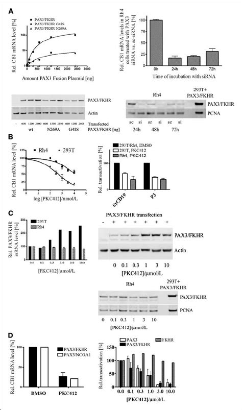 PKC412 Inhibits The Transcriptional Activity Of PAX3 FKHR And PAX3 A