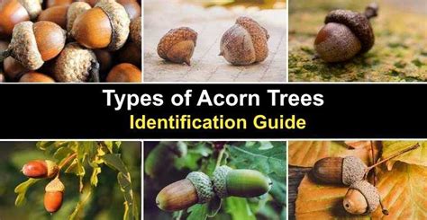 19 Types Of Acorn Trees With Pictures Identification Guide