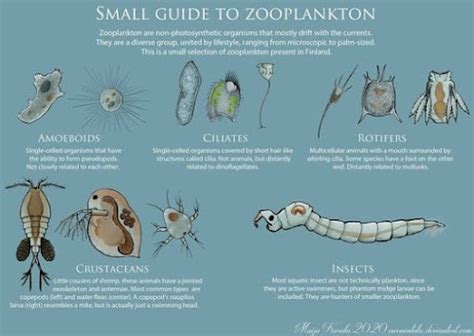 Basics Of Zooplankton Identification - Melek Perikanan