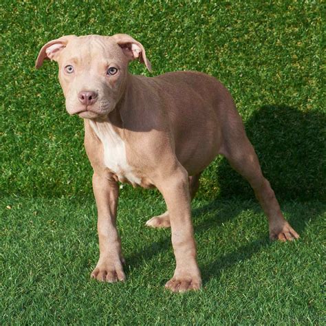 Cucciolo Di Allevamento Pitbull Red Nose Pitbull Forest House