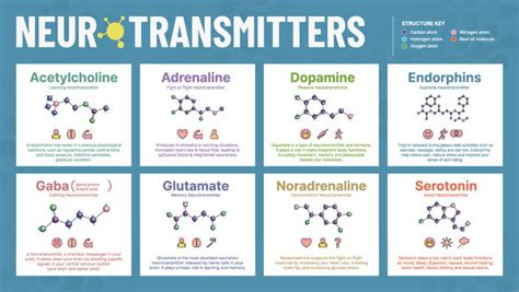 Glutamate Neurotransmitter Structure