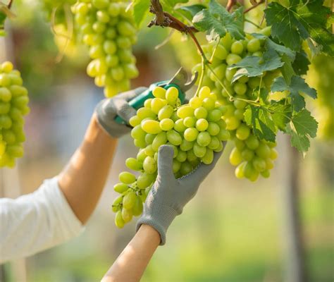 Panorama da produção de uvas de mesa no Submédio São Francisco Agro