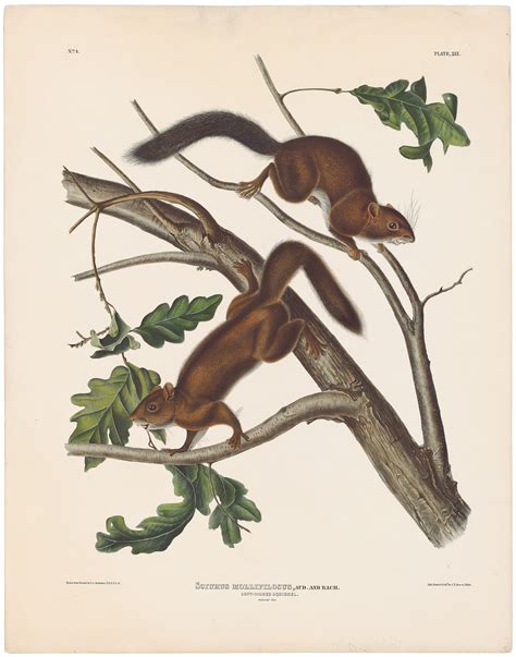 Audubon Bowen Ed Pl Soft Haired Squirrel Quadruped Imperial