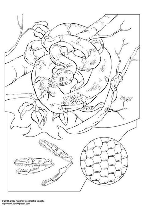 Desenho Para Colorir Cobra Coral O Desenho De Borboleta Para Colorir