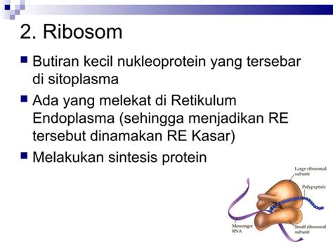 Kuliah Struktur Dan Fungsi Sel Organel Ppt