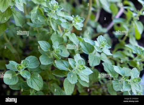 Concepto De Propiedades De Or Gano Fresco Origanum Vulgare Verde