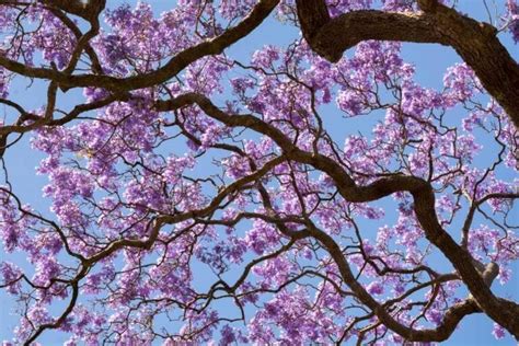 Jacaranda Tree Plant Care And Growing Guide