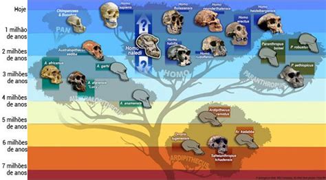 Homo naledi uma nova espécie humana descoberta na África do Sul