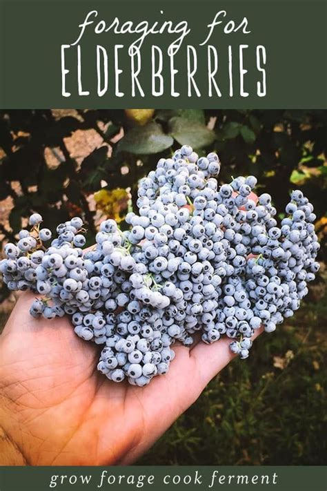 Foraging For Elderberries Elderflowers Identification Look Alikes Uses Artofit