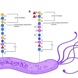 Lewis Antigen Expression On H Pylori Lipopolysaccharide LPS O