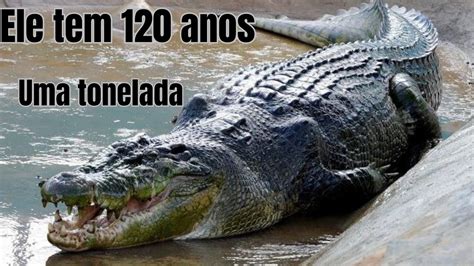 Ele tem 120 anos e é o maior crocodilo do mundo YouTube