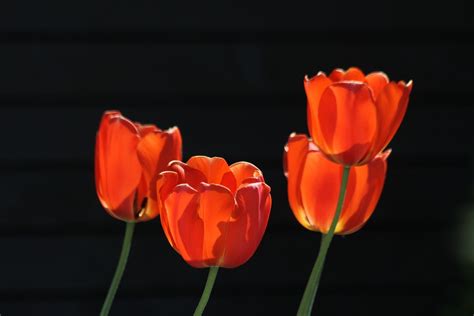 Tulips Red Orange · Free photo on Pixabay