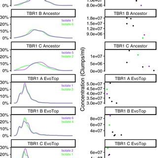 clump diameter distribution left  average clump size  clump