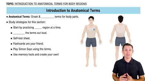 Introduction To Anatomical Terms Channels For Pearson