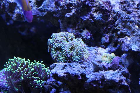 Ricordea Mushroom Corals - Reef Aquarium