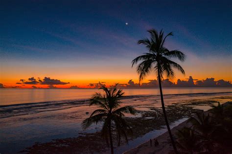 coconut trees  wallpaperhd nature wallpapersk wallpapersimages