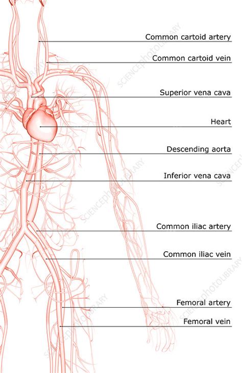 The Blood Vessels Of The Upper Body Stock Image F Science