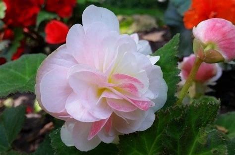 Growing Double Begonias In The Flower Garden Shade Gardening