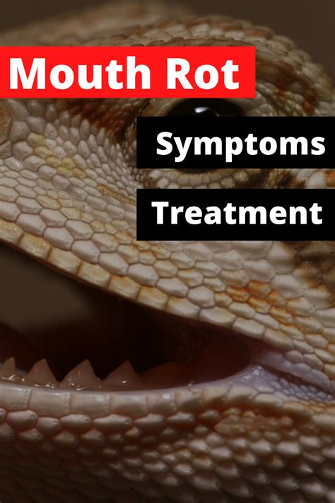 Bearded Dragon Mouth Rot | Treatment & Prevention