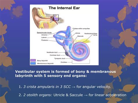 Anatomy of Vestibular System | PPT