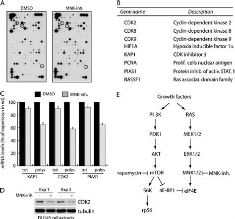 MNK Activity Is Required For Polysomal Recruitment Of MRNAs Encoding