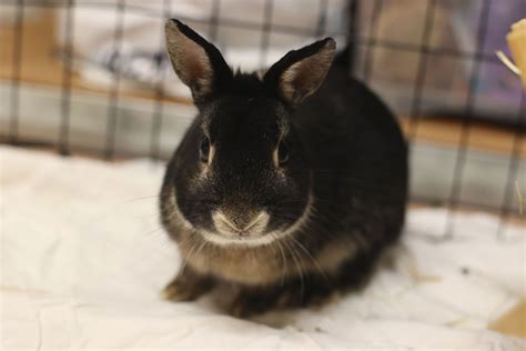 Adoption de Ninon Indéfinie lapin nain bélier région Île de France