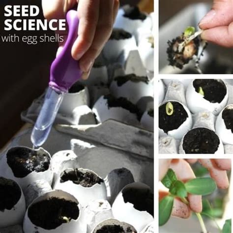 Planting seeds in eggshells – Artofit