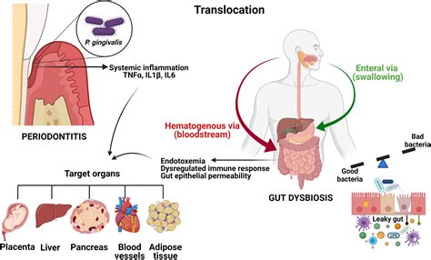 Frontiers Oral Versus Gastrointestinal Mucosal Immune Niches In