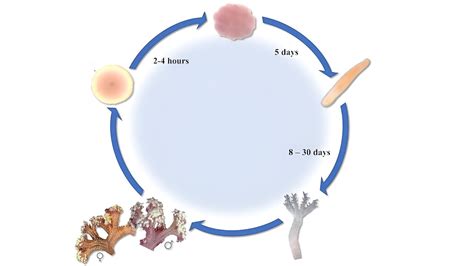 Coral Life Cycle