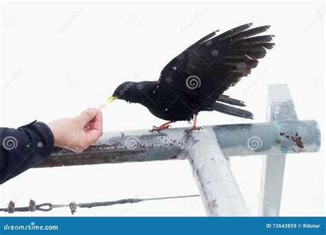 Hungry Crow Eating Garbage From A Trash Bin Royalty Free Stock