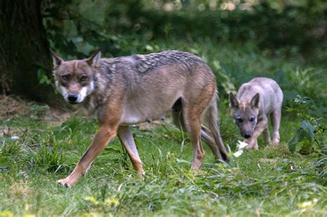 Joggeuse attaquée par des loups la victime porte plainte contre le