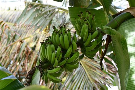 Bananeira Bananas Cabo Foto Gratuita No Pixabay Pixabay