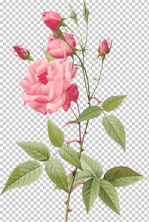 Hybrid Tea Rose Botanical Illustration Botany Flower Png Clipart