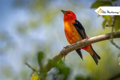 11 Species of Red Headed Birds in the World | Pets Nurturing