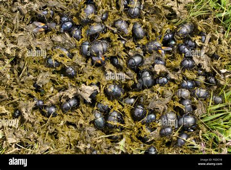 Earth Boring Dung Beetle Geotrupes Sp Several Different Species