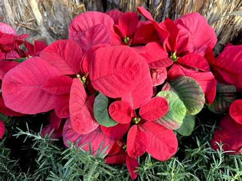 Poinsettias Flourish At Us Botanic Garden United States Botanic Garden