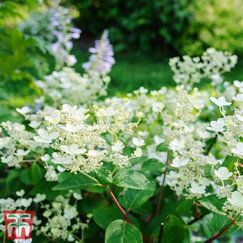 Hydrangea Paniculata Early Sensation Plants Thompson Morgan