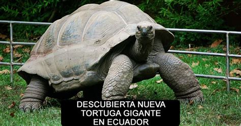 Nueva especie de tortuga gigante en Galápagos es descubierta Crisol FM